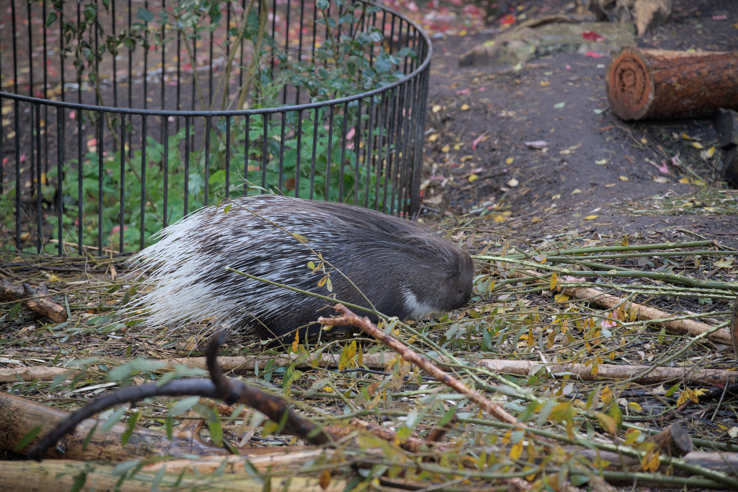 2025/10/12 - zoo/DSC_0306.jpg